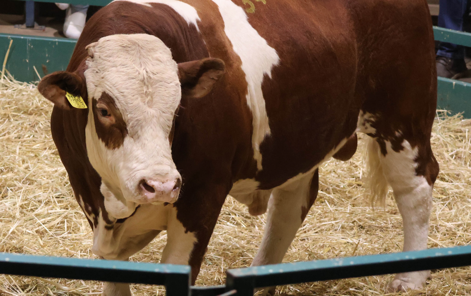 Bull at the Namibia Genetics Auction