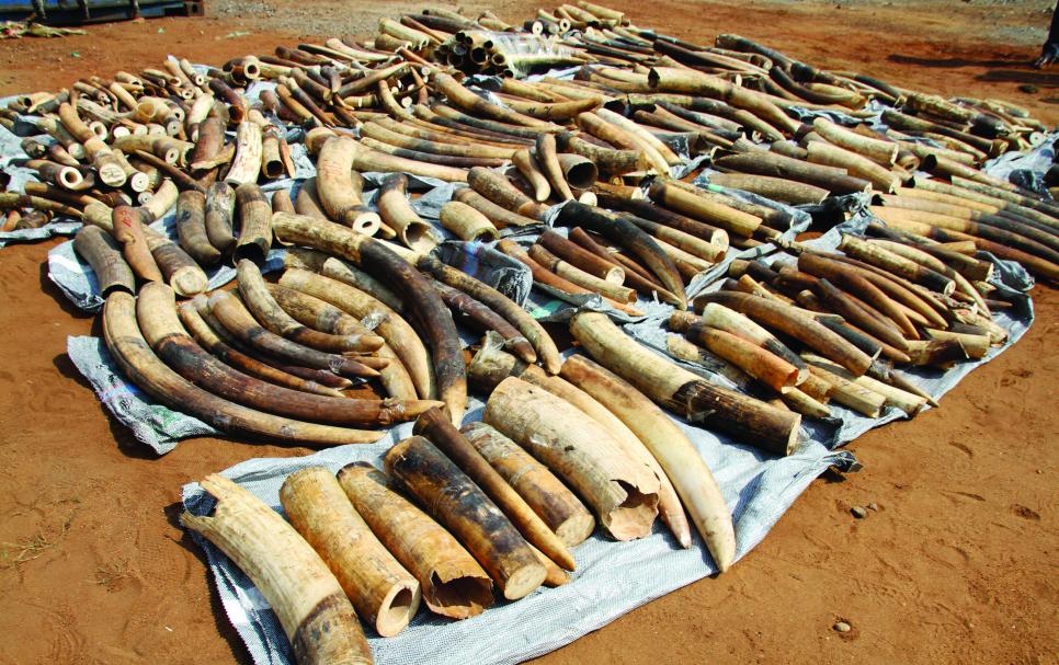 Stockpile of elephant ivory