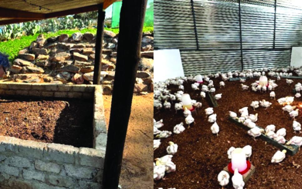 Urban agriculture contributing to food security